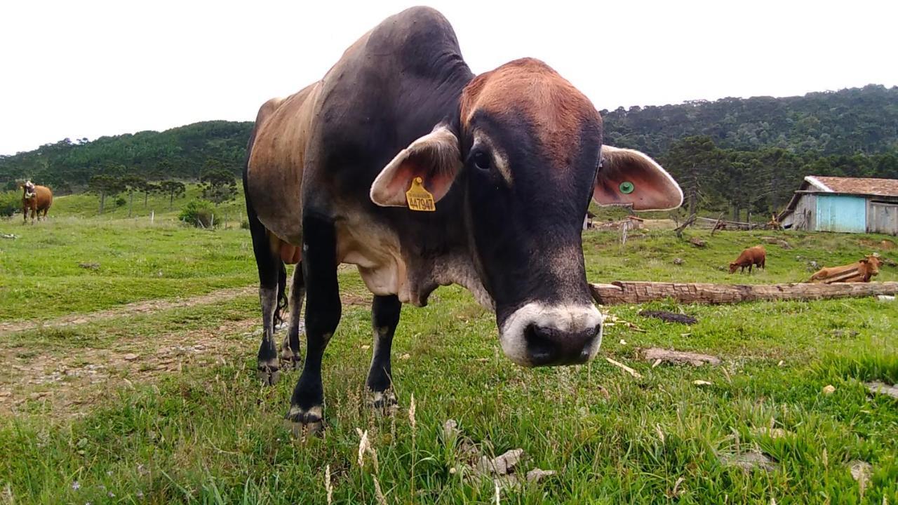 Cabanas Fazenda Da Raia Urubici Kültér fotó